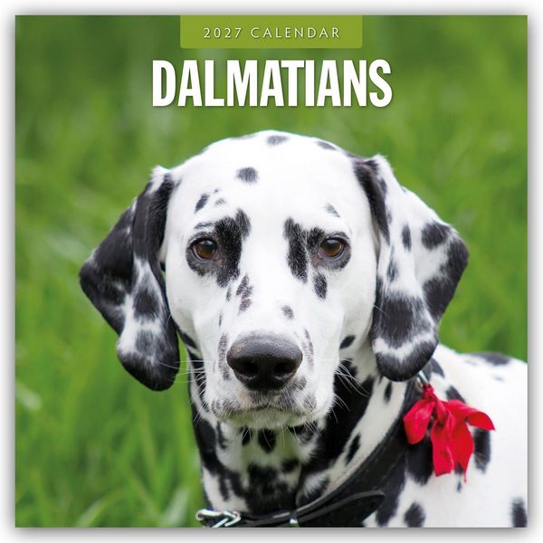 Produktbild: Dalmatians &ndash; Dalmatiner 2027 &ndash; 16-Monatskalender