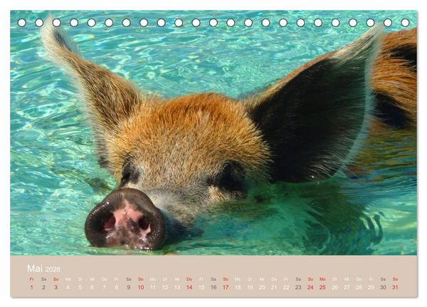 Produktbild: Schwimmende Schweine auf den Bahamas! (Tischkalender 2026 DIN A5 quer), CALVENDO Monatskalender