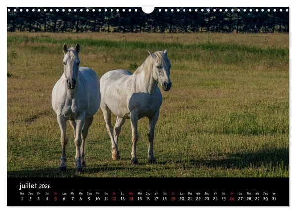 Produktbild: Cheval camarguais (Calendrier mural 2026 DIN A3 vertical), CALVENDO calendrier mensuel