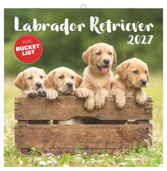 Produktbild: Labrador Retriever 2027