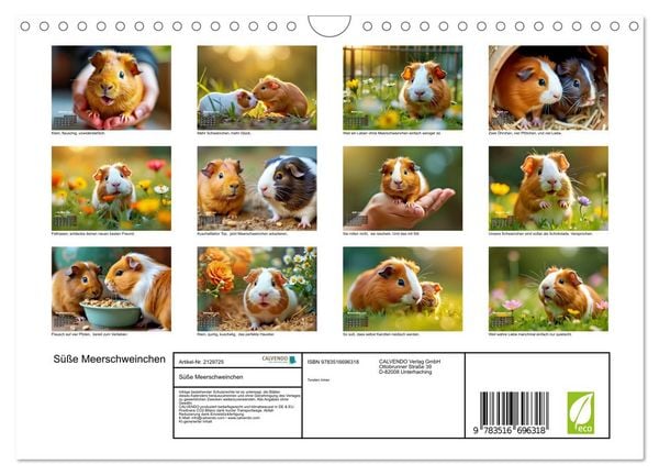 Produktbild: S&uuml;&szlig;e Meerschweinchen (Wandkalender 2026 DIN A4 quer), CALVENDO Monatskalender