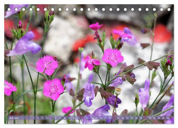 Produktbild: Wundersch&ouml;ne Wildblumen (Tischkalender 2026 DIN A5 quer), CALVENDO Monatskalender
