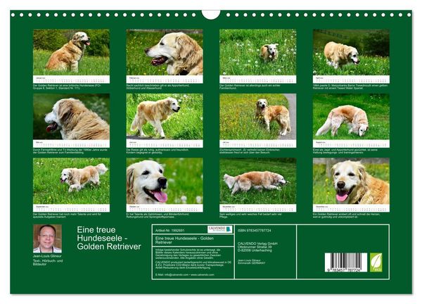 Produktbild: Eine treue Hundeseele - Golden Retriever (Wandkalender 2026 DIN A3 quer), CALVENDO Monatskalender