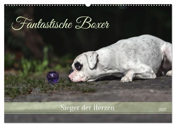 Produktbild: Fantastische Boxer - Sieger der Herzen (Wandkalender 2027 DIN A2 quer), CALVENDO Monatskalender