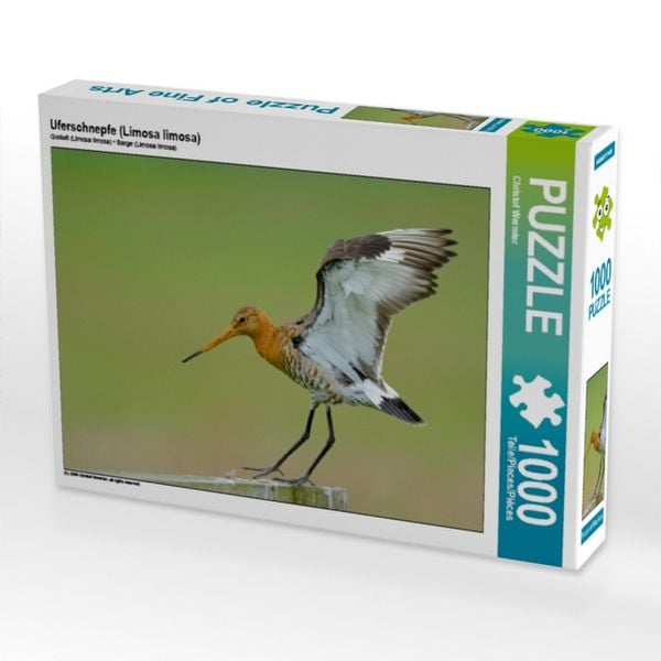CALVENDO Puzzle Uferschnepfe (Limosa limosa) | 1000 Teile Lege-Größe 64x48cm Foto-Puzzle für glückliche Stunden