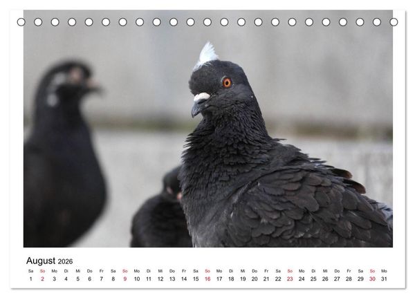 Produktbild: Geliebte Tauben (Tischkalender 2026 DIN A5 quer), CALVENDO Monatskalender