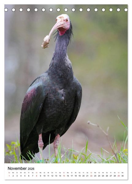 Produktbild: Der Waldrapp - Der etwas andere Vogel (Tischkalender 2026 DIN A5 hoch), CALVENDO Monatskalender