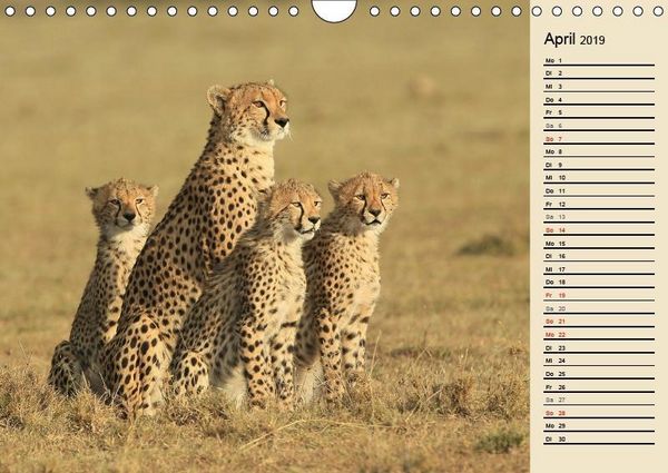 Produktbild: Herzog, M: Geparden - Ein Leben in Afrika (Wandkalender 2019