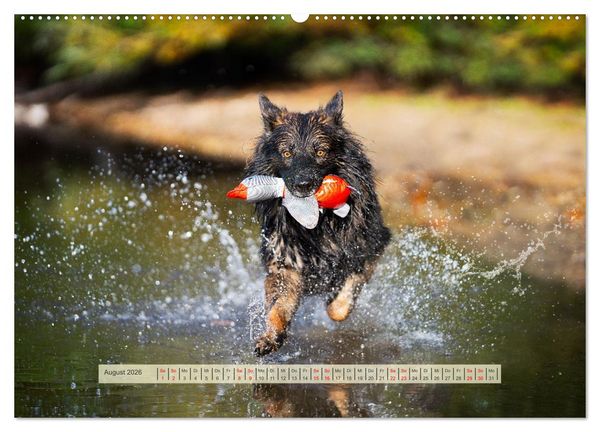 Produktbild: H&uuml;tehunde - H&uuml;ter der Herzen (hochwertiger Premium Wandkalender 2026 DIN A2 quer), Kunstdruck in Hochglanz