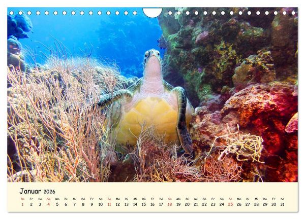Produktbild: Faszination Meeresschildkr&ouml;ten (Wandkalender 2026 DIN A4 quer), CALVENDO Monatskalender