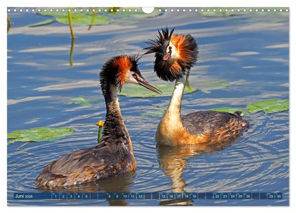 Produktbild: Steinhuder Meer, Vogel-Momente (Wandkalender 2026 DIN A3 quer), CALVENDO Monatskalender