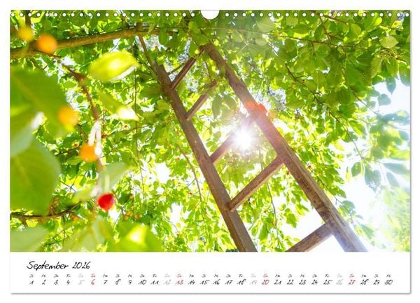 Produktbild: Kirschen aus dem Garten &ndash; Erntekalender (Wandkalender 2026 DIN A3 quer), CALVENDO Monatskalender