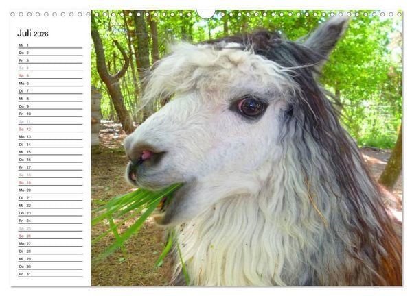 Produktbild: Alpakas und Lamas (Wandkalender 2026 DIN A3 quer), CALVENDO Monatskalender