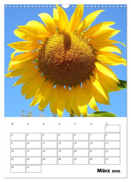 Produktbild: Leuchtende Sonnenblumen (Wandkalender 2026 DIN A3 hoch), CALVENDO Monatskalender
