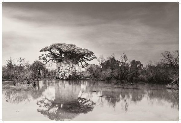 Produktbild: BAOBAB: Meine Reise zu den &auml;ltesten Lebewesen und Waldw&auml;chtern