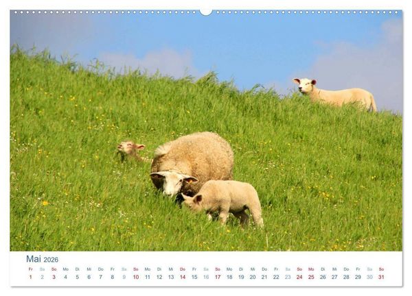 Produktbild: Schafe am Deich 2026. Tierische Impressionen von der Nordseek&uuml;ste (hochwertiger Premium Wandkalender 2026 DIN A2 quer), Kunstdruck in Hochglanz