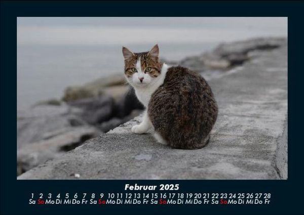 Produktbild: F&uuml;r Katzenfreunde 2025 Fotokalender DIN A5