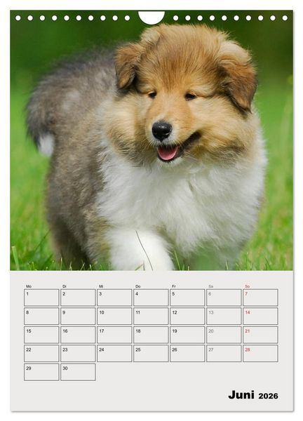 Produktbild: Collies - Freunde f&uuml;r&acute;s Leben (Wandkalender 2026 DIN A4 hoch), CALVENDO Monatskalender