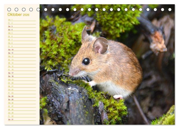 Produktbild: Gr&uuml;sse von der Maus! (Tischkalender 2026 DIN A5 quer), CALVENDO Monatskalender