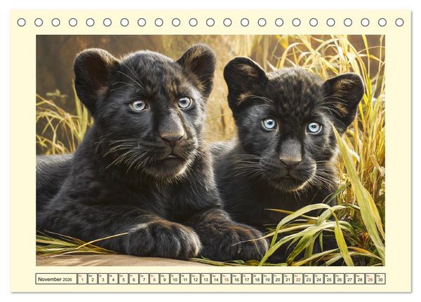 Produktbild: Schwarze Panther. Geheimnisvolle Schatten der Wildnis (Tischkalender 2026 DIN A5 quer), CALVENDO Monatskalender