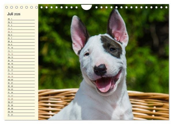 Produktbild: Bullterrier (Wandkalender 2026 DIN A4 quer), CALVENDO Monatskalender