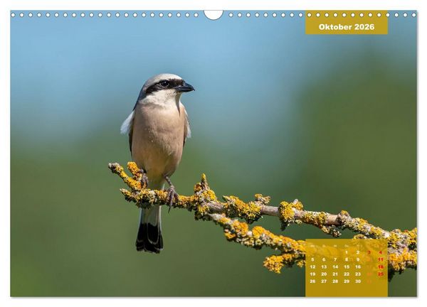 Produktbild: SINGV&Ouml;GEL - Die pr&auml;chtigen S&auml;nger in sch&ouml;nem Ambiente (Wandkalender 2026 DIN A3 quer), CALVENDO Monatskalender