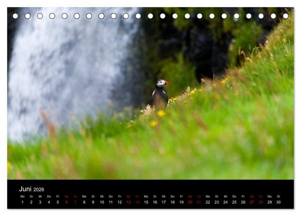 Produktbild: Puffins - V&ouml;gel des Nordens (Tischkalender 2026 DIN A5 quer), CALVENDO Monatskalender