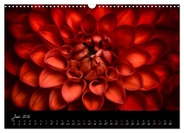 Produktbild: Serenade - Visuelle Musik der Blumen (Wandkalender 2026 DIN A3 quer), CALVENDO Monatskalender