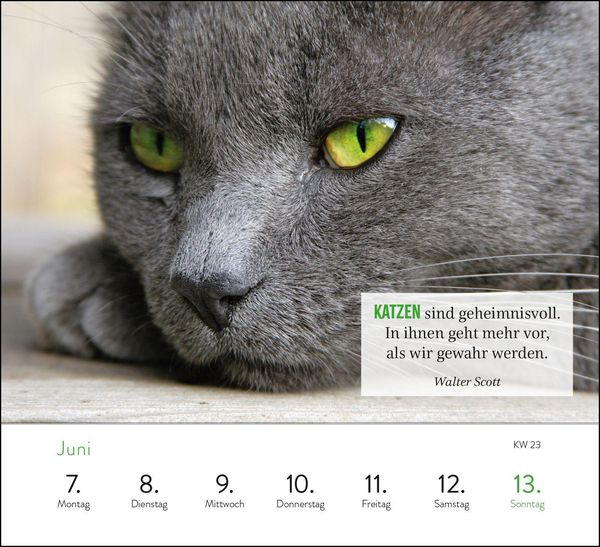 Produktbild: Wochenkalender 2027: Kluge Katzen