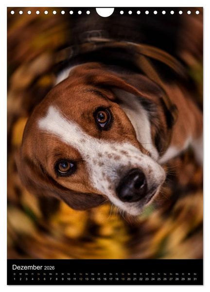 Produktbild: Beagle Action - Wilde Kuscheltiere (Wandkalender 2026 DIN A4 hoch), CALVENDO Monatskalender