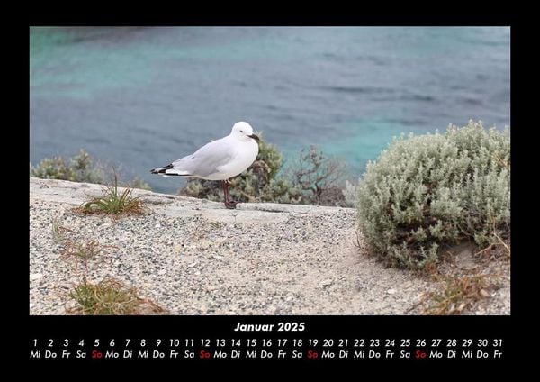Produktbild: V&ouml;gel 2025 Fotokalender DIN A3