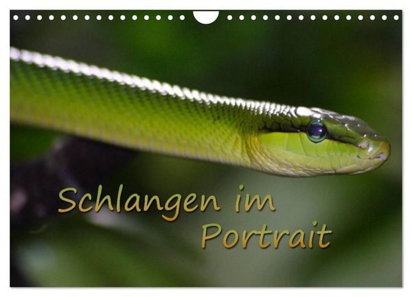 Produktbild: Schlangen im Portrait (Wandkalender 2026 DIN A4 quer), CALVENDO Monatskalender