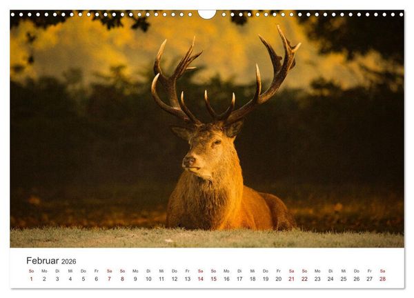 Produktbild: Rothirsche - Die imposanten K&ouml;nige der W&auml;lder. (Wandkalender 2026 DIN A3 quer), CALVENDO Monatskalender