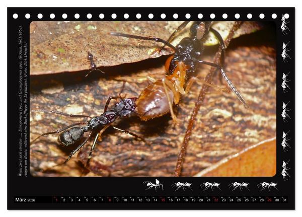 Produktbild: AntsNature - Faszination Ameisen (Tischkalender 2026 DIN A5 quer), CALVENDO Monatskalender