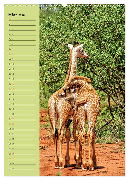 Produktbild: Giraffen. Voller Stolz und Grazie (hochwertiger Premium Wandkalender 2026 DIN A2 hoch), Kunstdruck in Hochglanz