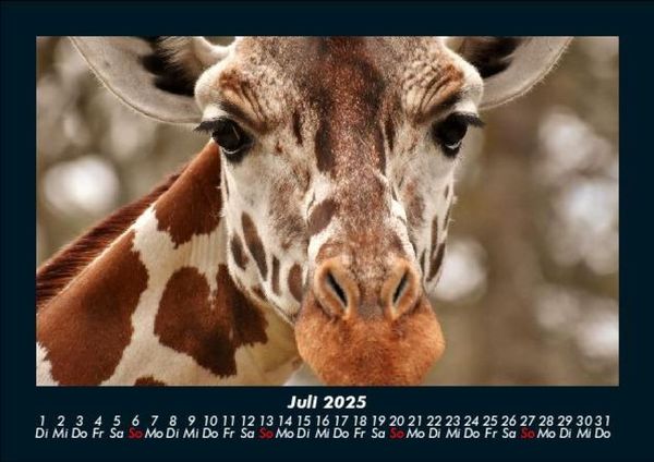 Produktbild: Giraffen 2025 Fotokalender DIN A5