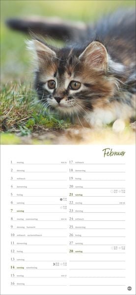 Produktbild: Katzen slim - Auf sanften Pfoten Kalender 2027