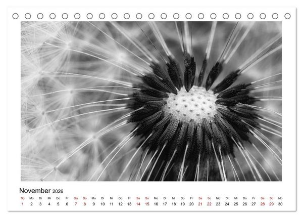 Produktbild: Die grafische Sch&ouml;nheit der Pflanzen &ndash; Schwarz-Wei&szlig; (Tischkalender 2026 DIN A5 quer), CALVENDO Monatskalender