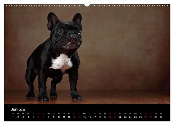 Produktbild: Charme auf vier Pfoten - Franz&ouml;sische Bulldoggen Portraits (hochwertiger Premium Wandkalender 2026 DIN A2 quer), Kunstdruck in Hochglanz