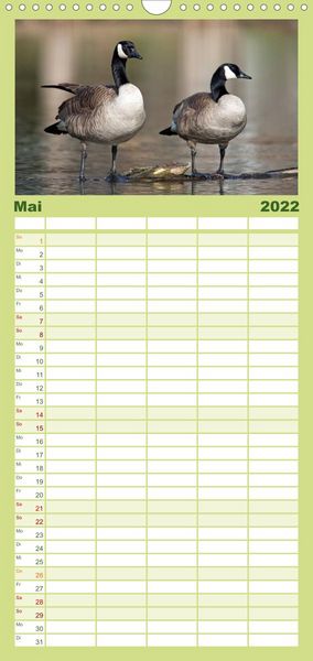 Produktbild: KANADA-GANS - Der 'hupende' Vogel - Familienplaner hoch (Wandkalender 2022 , 21 cm x 45 cm, hoch)