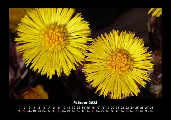Produktbild: Blumentr&auml;ume 2025 Fotokalender DIN A3