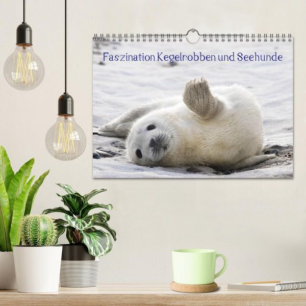 Produktbild: Faszination Kegelrobben und Seehunde 2026 (Wandkalender 2026 DIN A4 quer), CALVENDO Monatskalender