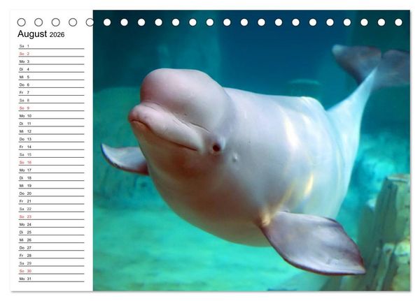 Produktbild: Wale. Kolosse der Meere (Tischkalender 2026 DIN A5 quer), CALVENDO Monatskalender