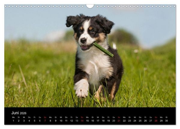 Produktbild: Welpen 2026 (Wandkalender 2026 DIN A3 quer), CALVENDO Monatskalender