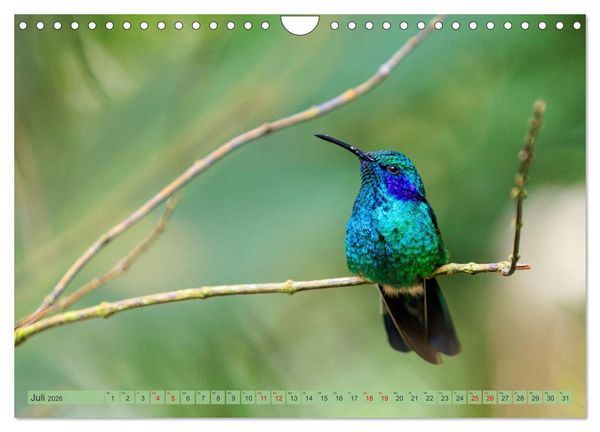 Produktbild: Tropenparadies zwischen Ozeanen Costa Rica (Wandkalender 2026 DIN A4 quer), CALVENDO Monatskalender