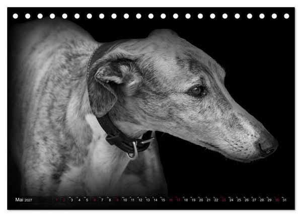 Produktbild: Galgo Espa&ntilde;ol - der spanische Windhund 2027 (Tischkalender 2027 DIN A5 quer), CALVENDO Monatskalender