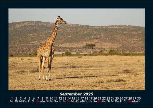 Produktbild: Giraffen 2025 Fotokalender DIN A5