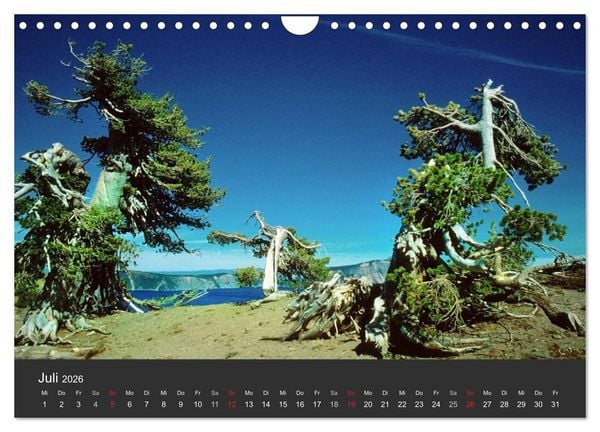 Produktbild: Alte B&auml;ume Alte Veteranen (Wandkalender 2026 DIN A4 quer), CALVENDO Monatskalender