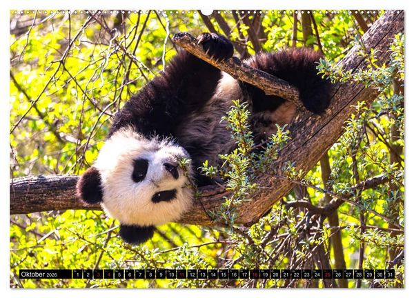 Produktbild: Pandab&auml;r Babys (Wandkalender 2026 DIN A2 quer), CALVENDO Monatskalender