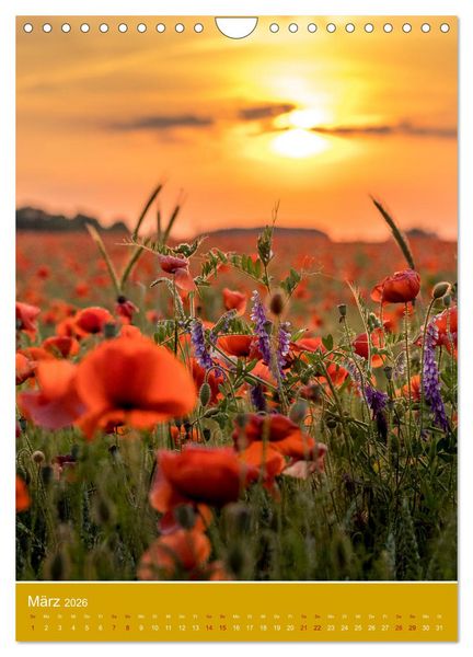 Produktbild: Mohnblumen - kraftvoll und zart (Wandkalender 2026 DIN A4 hoch), CALVENDO Monatskalender